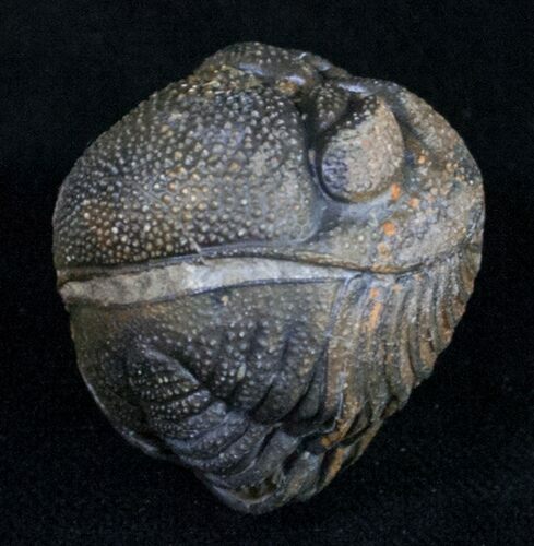 Bumpy, Enrolled Barrandeops (Phacops) Trilobite #10731